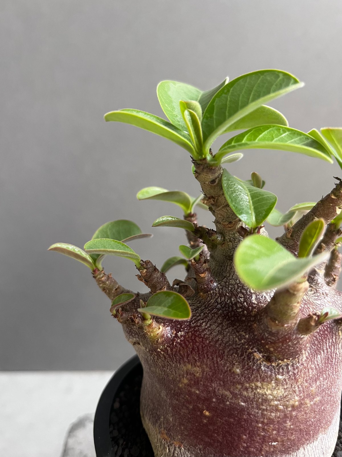 【激レア/ブラックスキン/ドワーフ 】アデニウム スーパーレッド A-9 鉢植え a9 アデニウム ドワーフ ブラックスキン 塊根植物 コーデックス