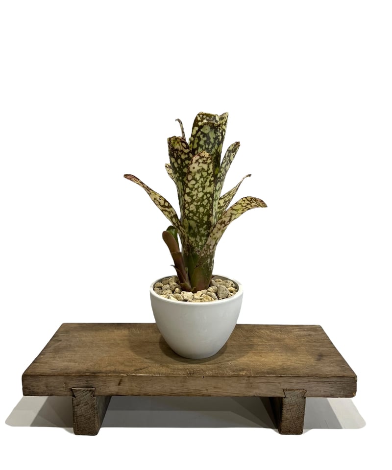 ビルベルギア コラン マジック 「Billbergia Kolan Magic 」48H |