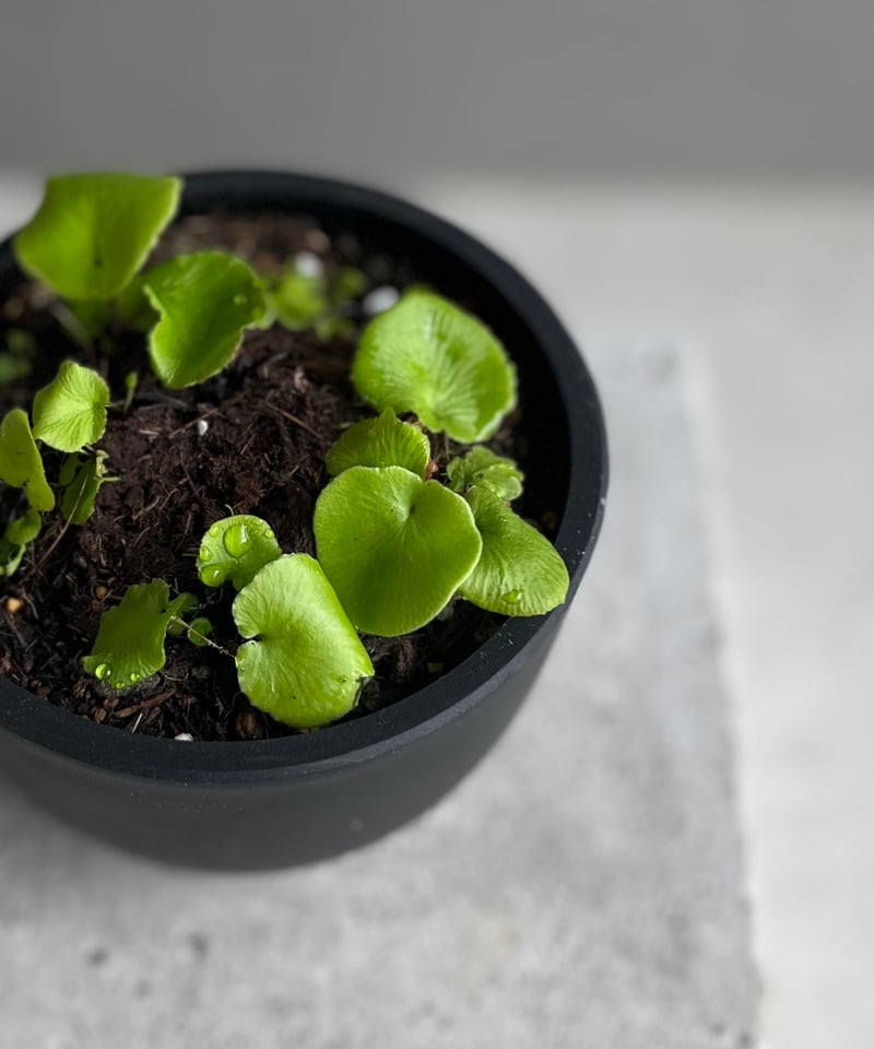 アスプレニウム デラバイ (フランチ) コペル 「Asplenium delavayi (Fr