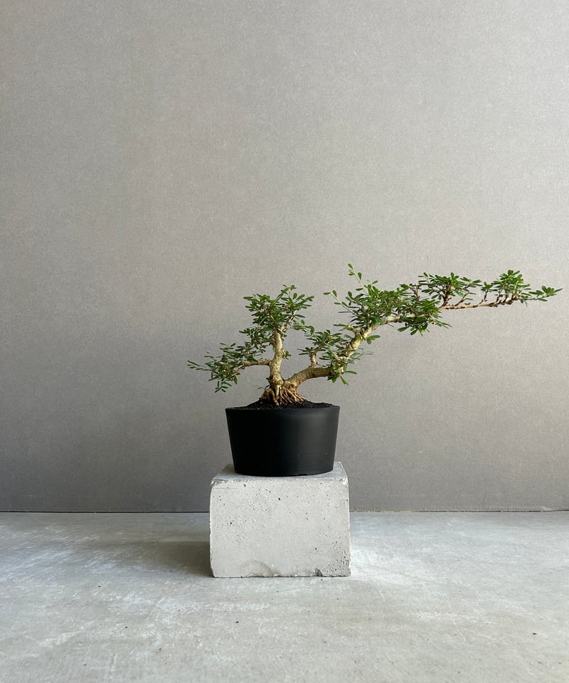 三河盆栽459 盆栽　盆栽鉢　植木鉢　和鉢　俊豪 三河盆栽459 盆栽 盆栽鉢 植木鉢 和鉢 俊豪 三河盆栽459 盆栽 盆栽