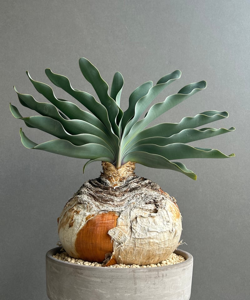 ト*ョ様 ブーファン ハエマンソイデス fit=scale-down,w=1200