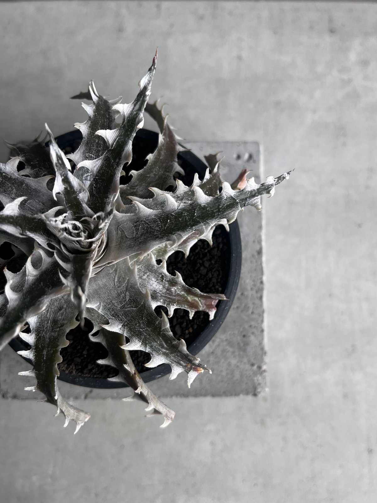 コッコ・ルピア ディッキア ズゴック x リトルウィング ZL-103 「Dyckia Z'gok x