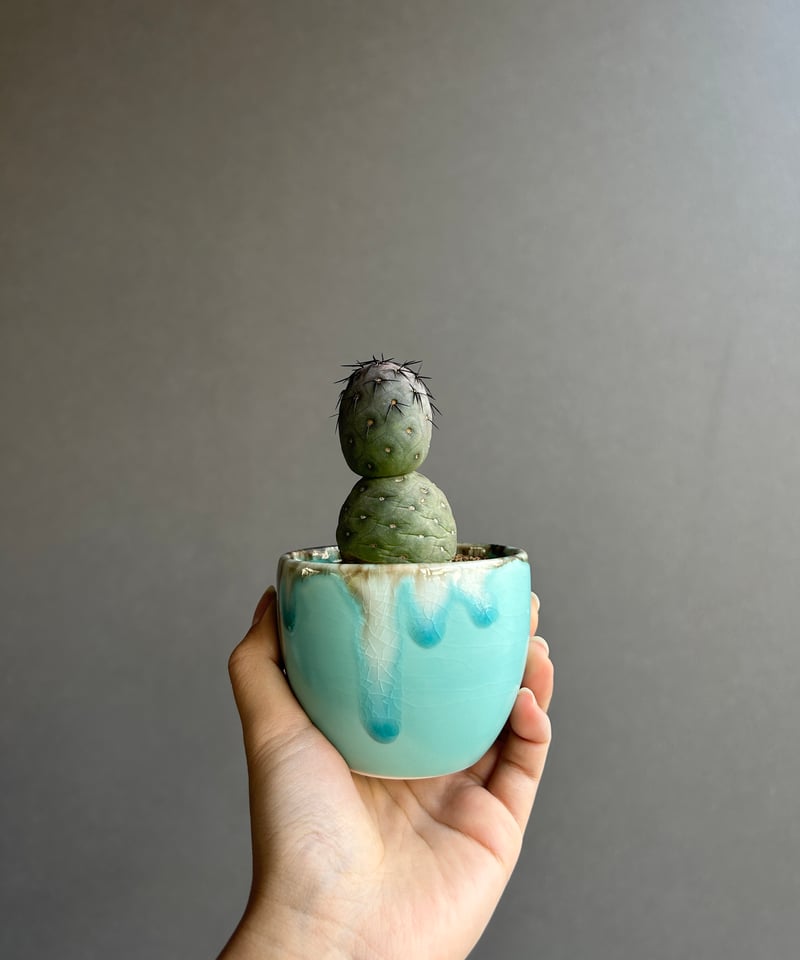 テフロカクタス ゲオメトリクス+ YON-HACHI 「Tephrocactus geomet