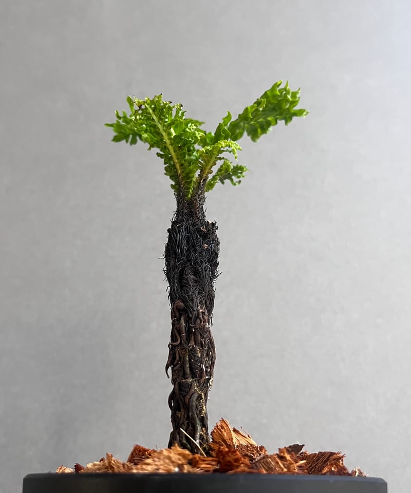 ブレクナム ギッバム ドワーフ 「Blechnum gibbum Dwarf 」4F | SH