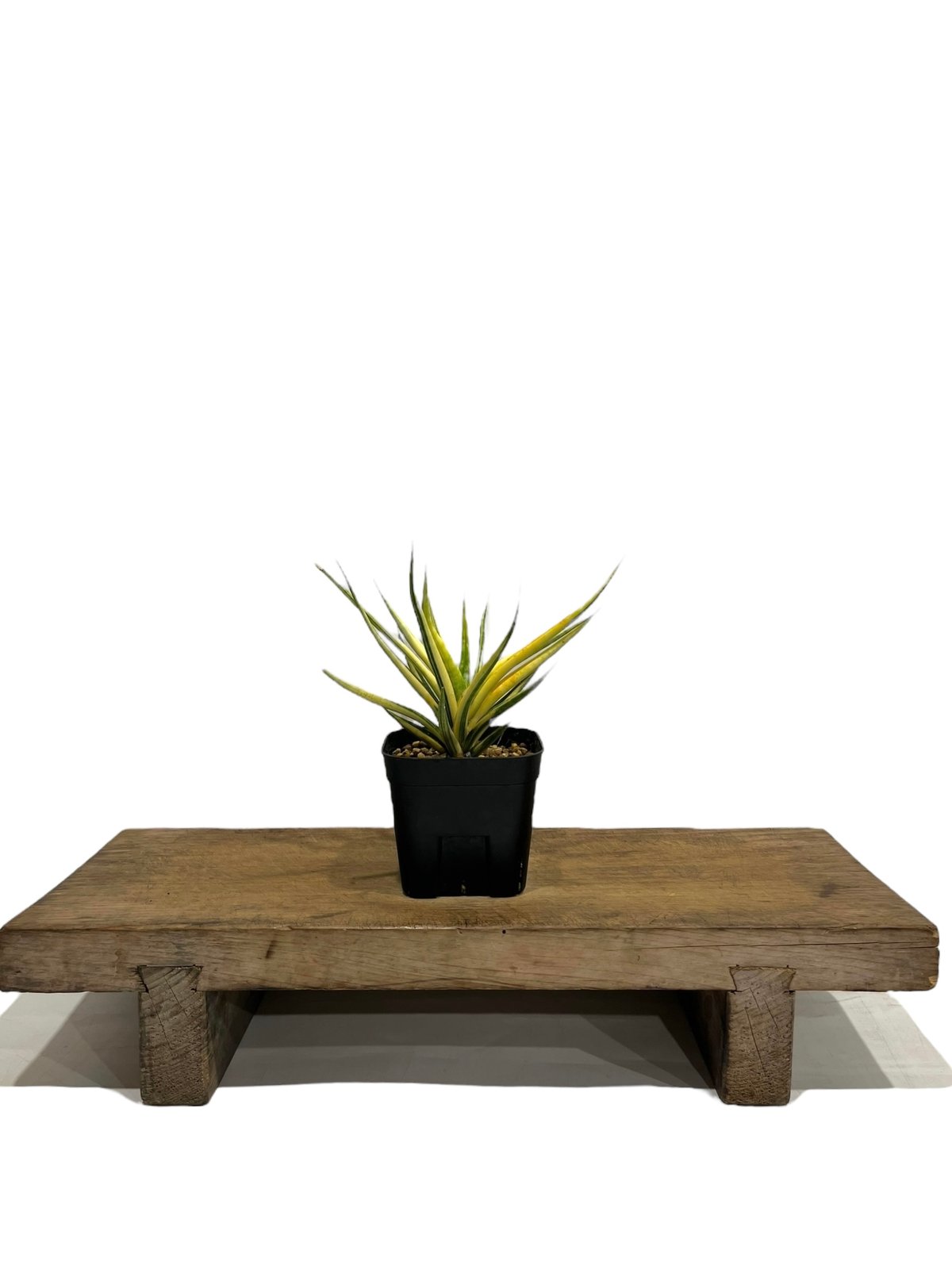 サンセベリア ブンルートーチ 斑入 「Sansevieria Bunlue Torch Var