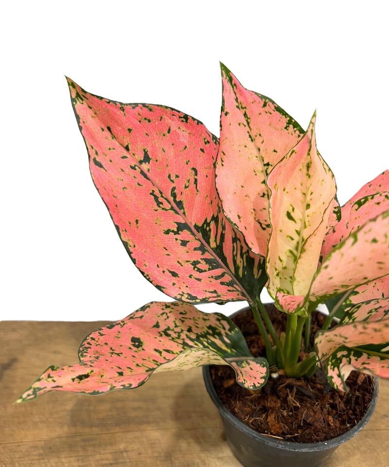 アグラオネマ トライ ペット 「Aglaonema Tri Phet」77L | SHOUCH