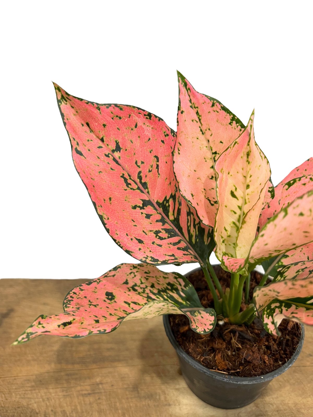 アグラオネマ トライ ペット 「Aglaonema Tri Phet」77L | SHOUCH アグラオネマ トライ ペット 「Aglaonema Tri Phet」77L | SHOUCH
