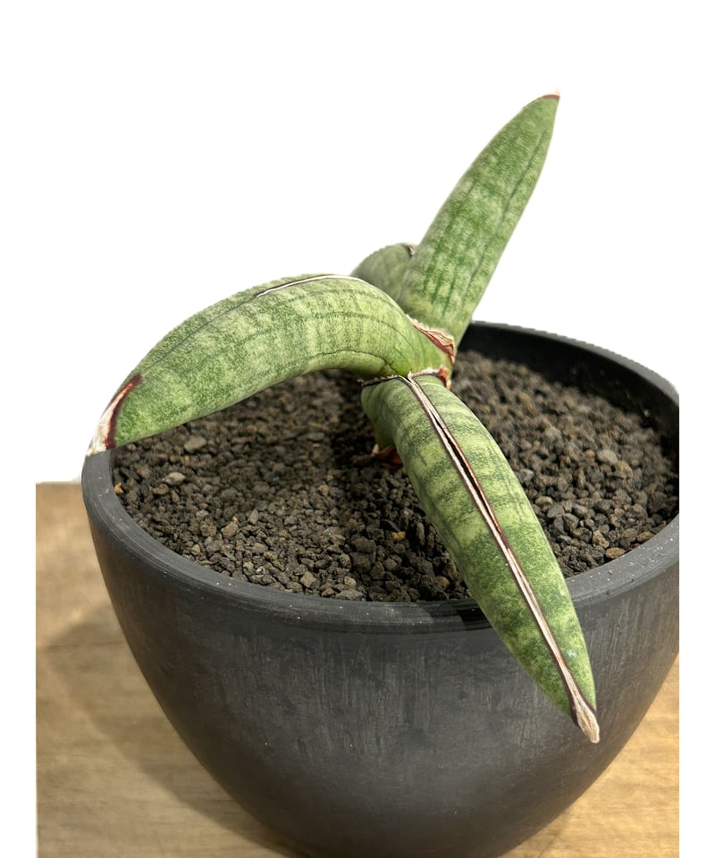 サンセベリア エイレンシス「Sansevieria eilensis Lav.10178」3/ サンセベリア エイレンシス「Sansevieria eilensis Lav.10178」3/