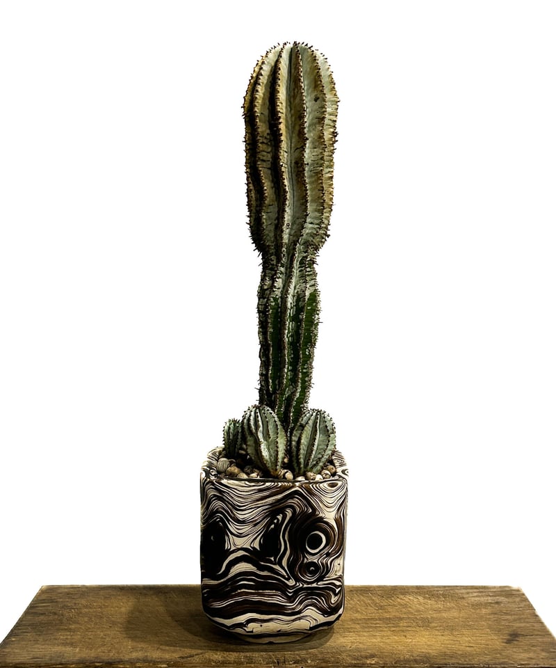 ユーフォルビア ポリゴナ ユーフォルビア ポリゴナ＋pmp 「Euphorbia polygona」12/4 | SHO