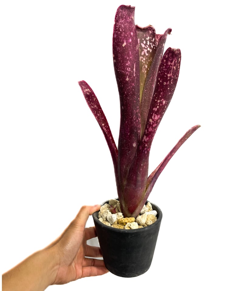 ビルベルギア アフター グロウ「 Billbergia After Glow 」3/22-16