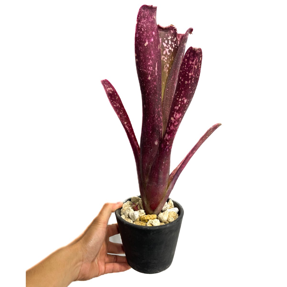 太めの株です！タンクブロメリア　ビルベルギア『After glow』 fit=scale-down,w=1200