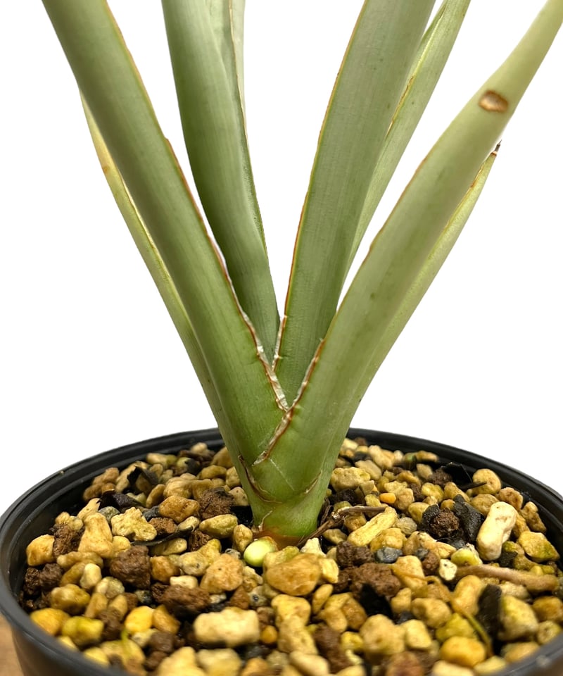 サンスベリア サムライドワーフ ファイバー鉢 お皿付き 楽天市場