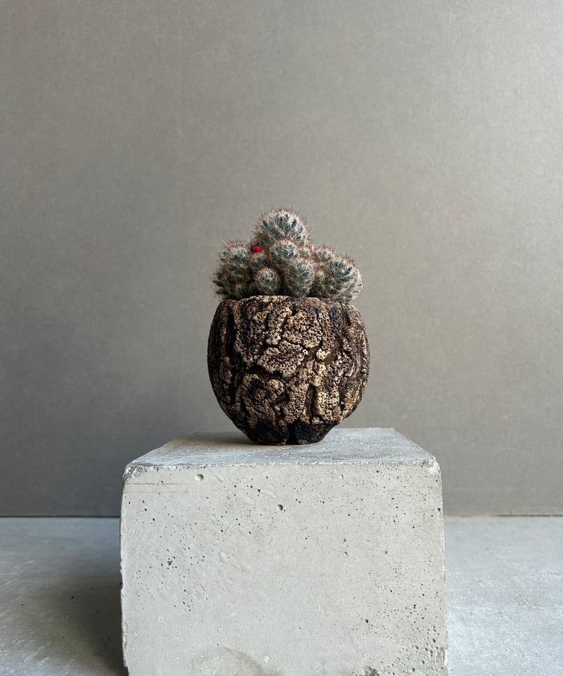 マミラリア　実生　個体名不明 マミラリア 松霞+ plantsmonsters pot 「Mammillaria multi