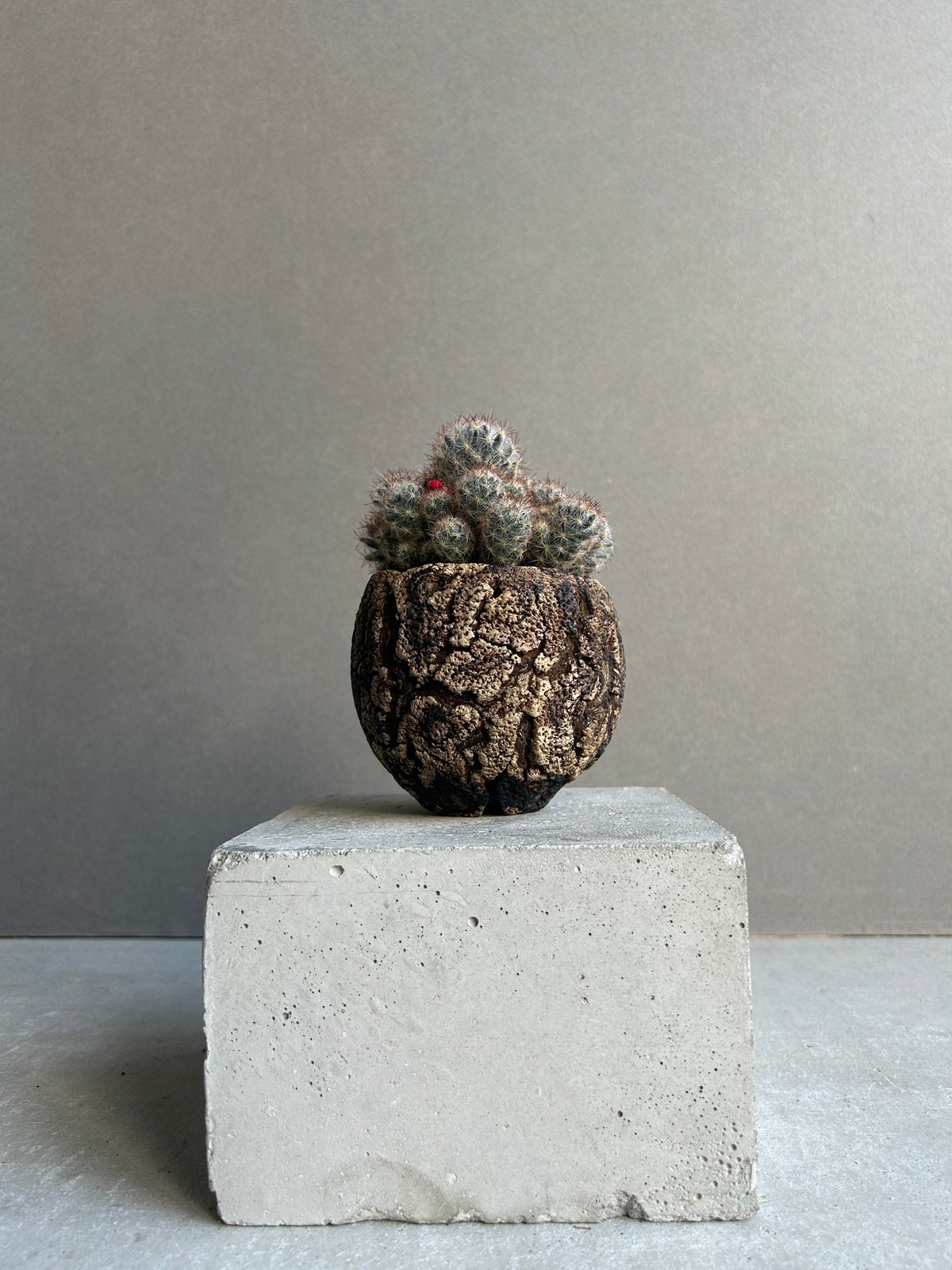 マミラリア 松霞+ plantsmonsters pot 「Mammillaria multi