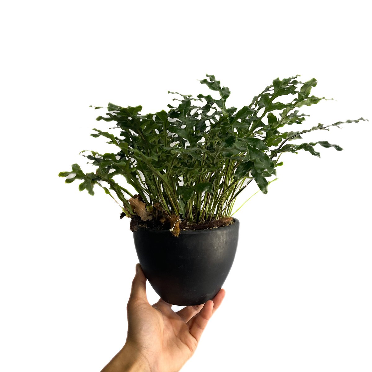 Breynia desorii　殻 彩叶山漆茎- 维基百科，自由的百科全书