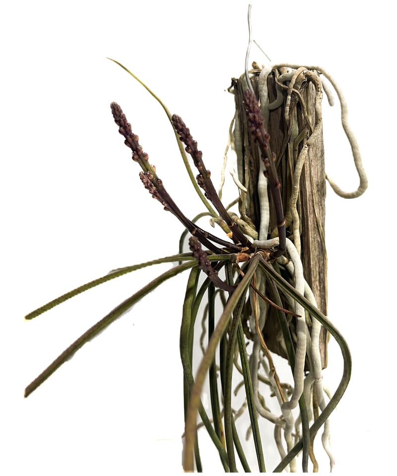 セイデンファデニア ミトラタ 「Seidenfadenia mitrata」400-3 |