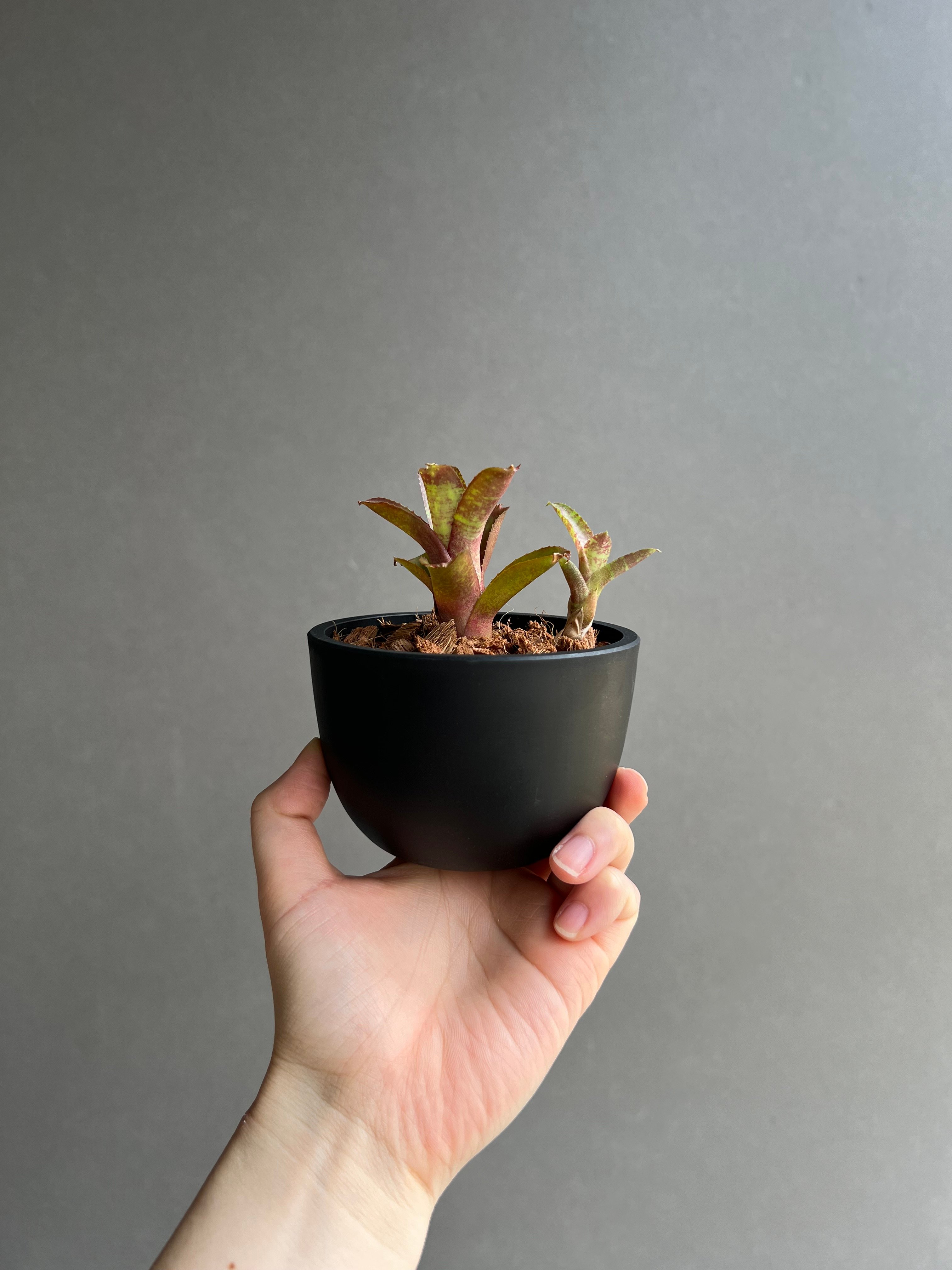 ネオレゲリア サクラ 「Neoregelia Sakura」43C | SHOUCHIKUEN