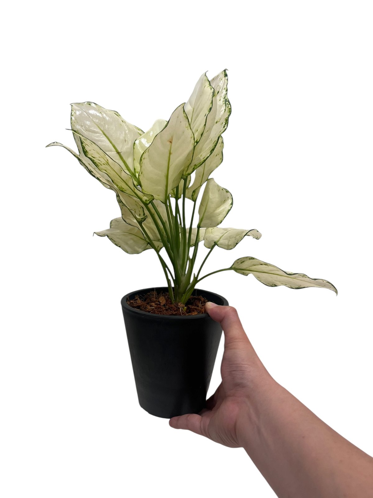 アグラオネマ アンヤマニー ホワイト 「Aglaonema Unyamanee white」6