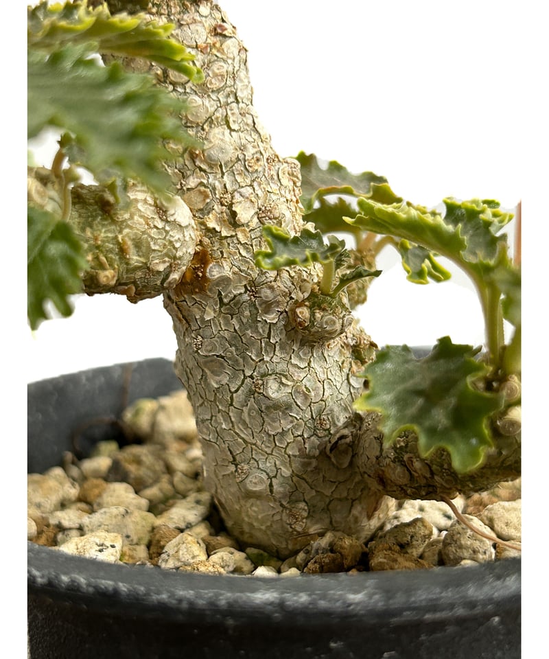 ドルステニア ホルウッディ×ラブラニー 「Dorstenia horwoodii ドルステニア ホルウッディ×ラブラニー 「Dorstenia horwoodii
