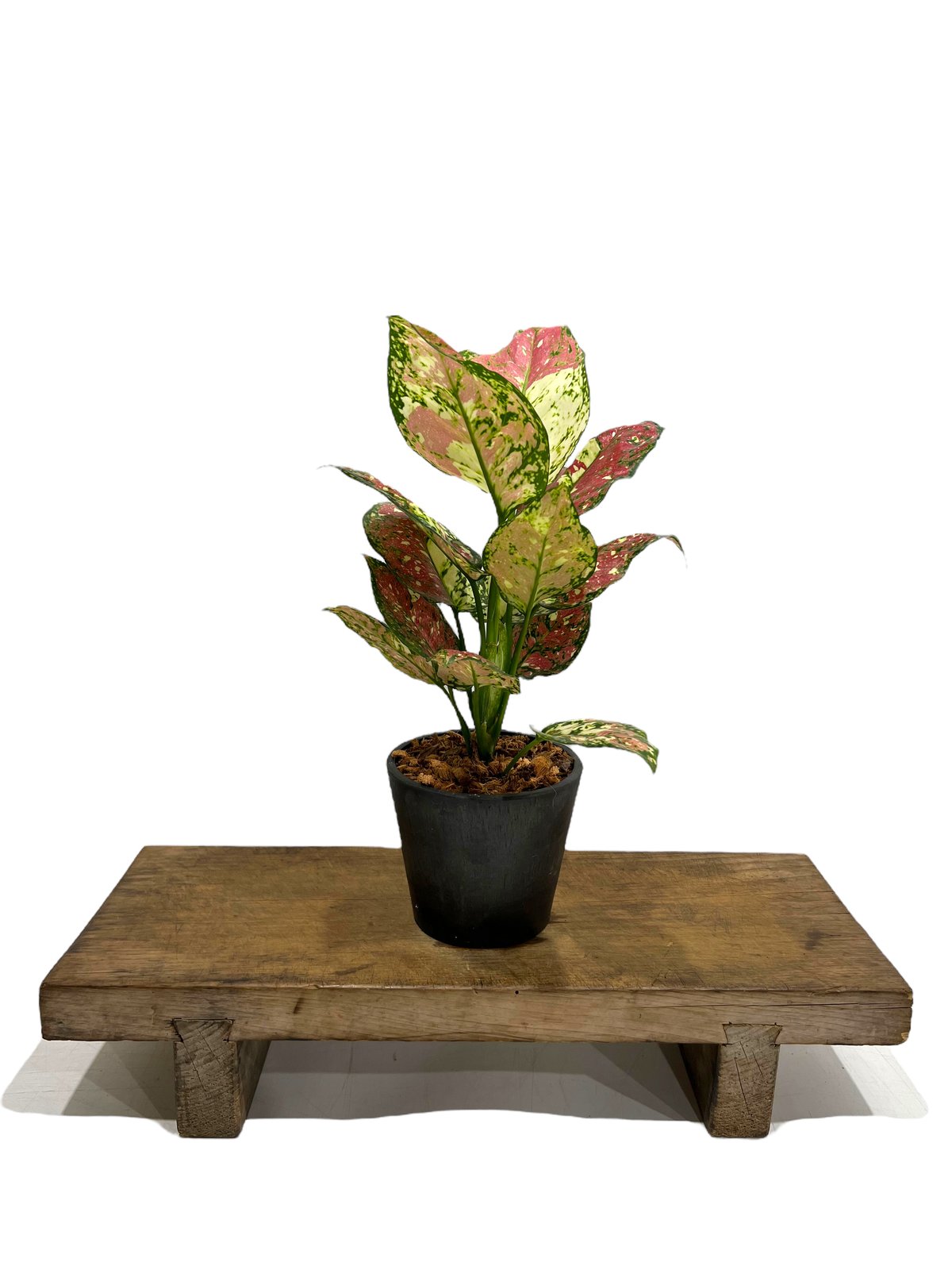 アグラオネマ アンヤマニー トリカラー「Aglaonema Unyamanee Tricolo