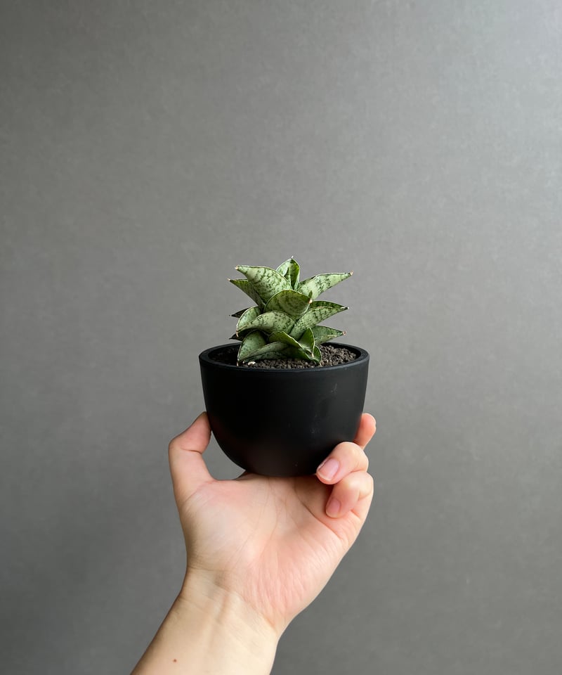 EMP サンスベリア スサノオ Susano\"O\" / SA319 サンセベリア スサノオ 「Sansevieria Susano 'O' (by Unyaman