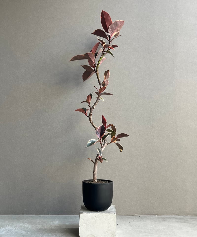 観葉植物 フィカス ルビー 155cm 9号 1鉢 ゴムノキ Ficus elastica Ruby フィカス ルビー “カービング” 「Ficus elastica Ruby」77N | SHO