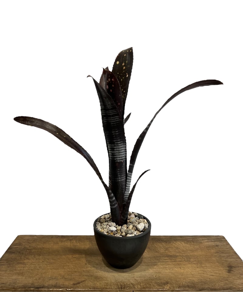 ビルベルギア ダースベイダー「Billbergia 'Darth vader' 」43J