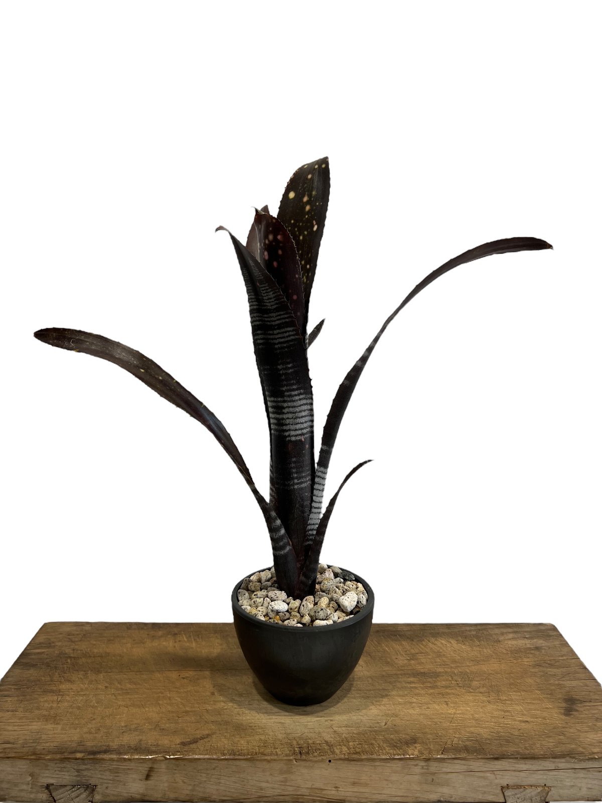 ビルベルギア ダースベイダー「Billbergia 'Darth vader' 」43J ビルベルギア ダースベイダー「Billbergia 'Darth vader' 」43J