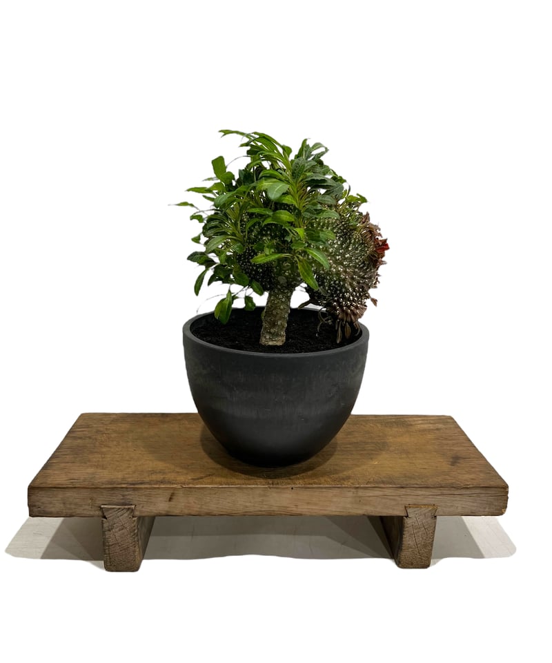 ドレステニア　ラブラニー　綴化(てっか) 現品 ドルステニア ラブラニー x フォエチダ 綴化「Dorstenia lavrani