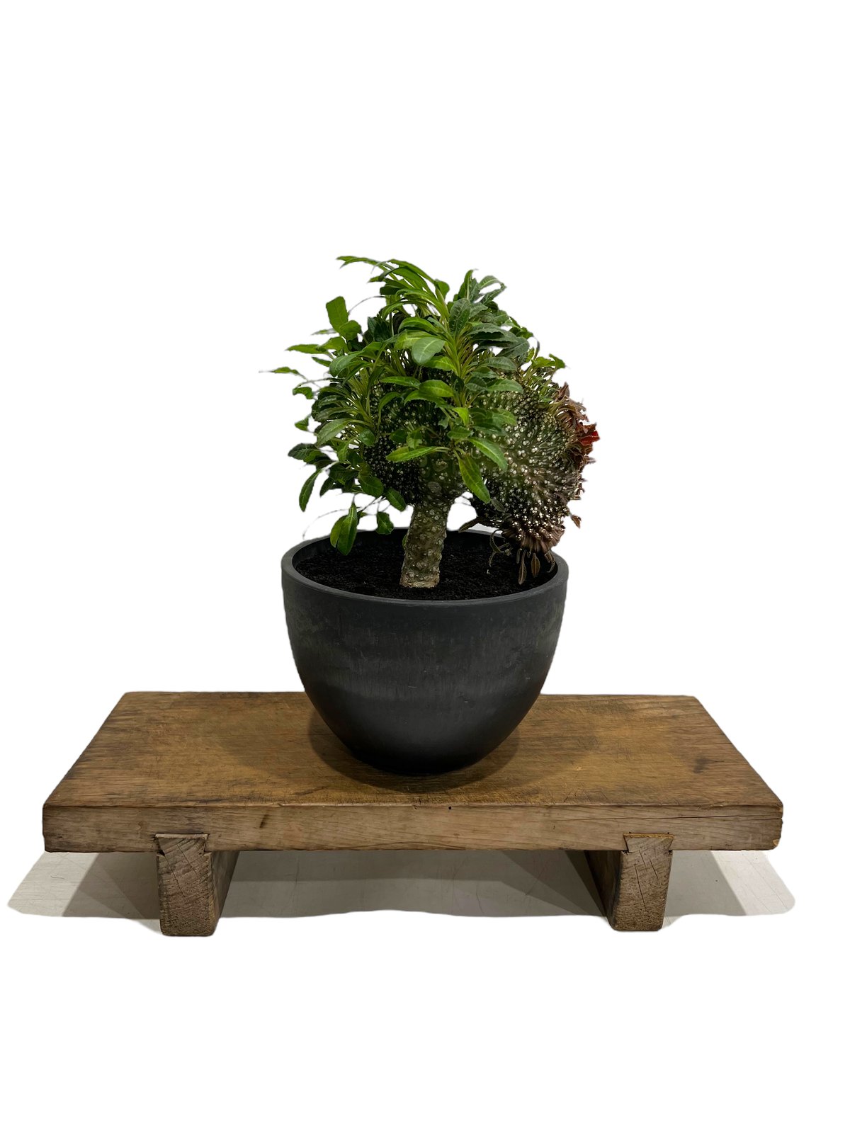 ドレステニア　ラブラニー　綴化(てっか) 現品 ドルステニア ラブラニー 綴化 + 陶器「Dorstenia lavrani