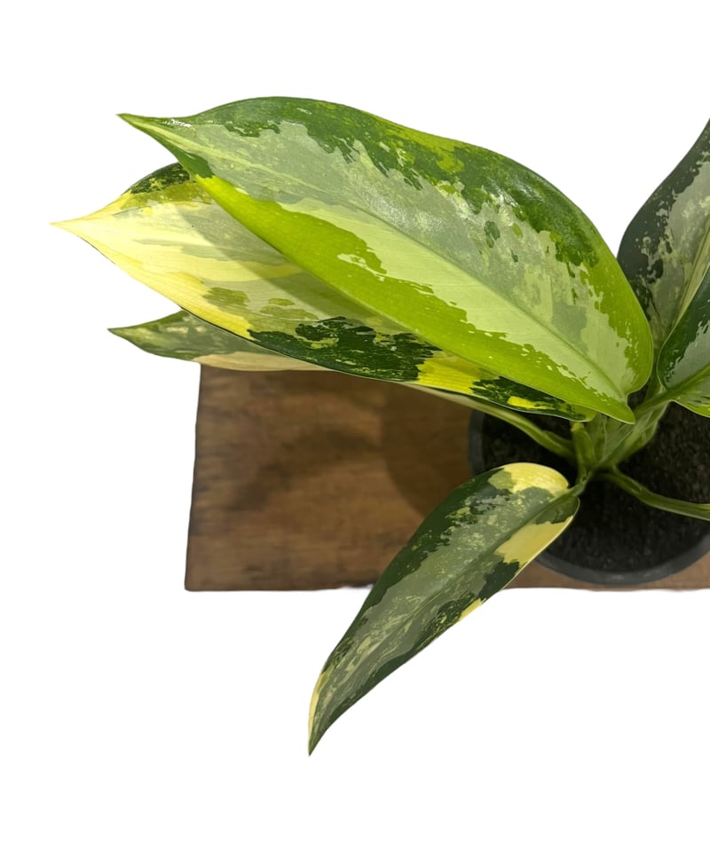 アグラオネマ スワンナプーム「Aglaonema Suvarnabhumi」66R | SHO