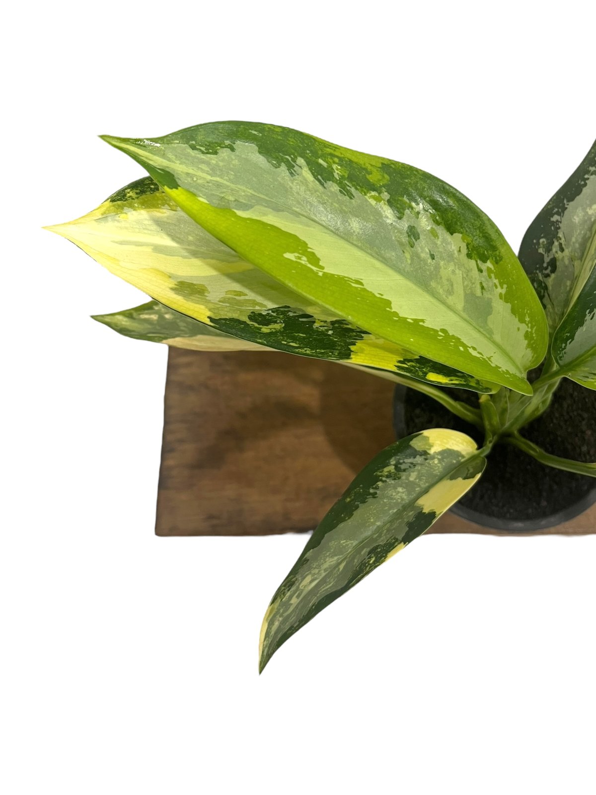 アグラオネマ スワンナプーム「Aglaonema Suvarnabhumi」66R