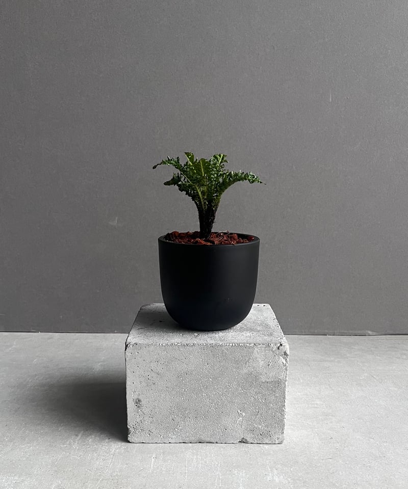 ブレクナム ギッバム ドワーフ 「Blechnum gibbum Dwarf 」90C | S