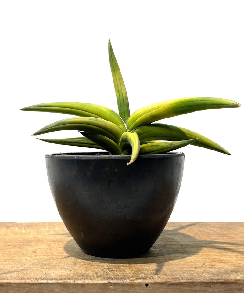サンセベリア サフルティコサ ブラック 黄斑「Sansevieria suffruticosa