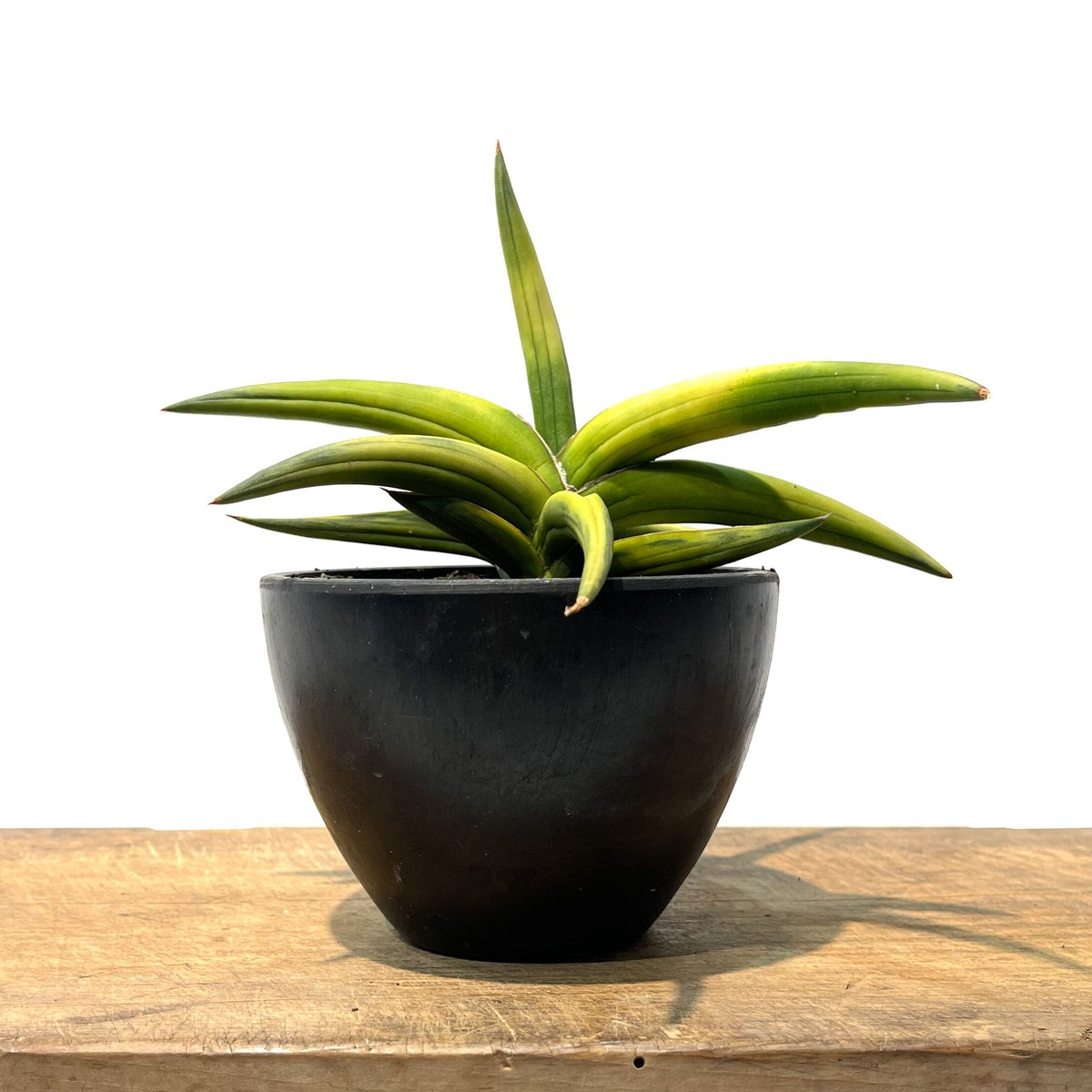 サンセベリア サフルティコサ ブラック 黄斑「Sansevieria suffruticosa