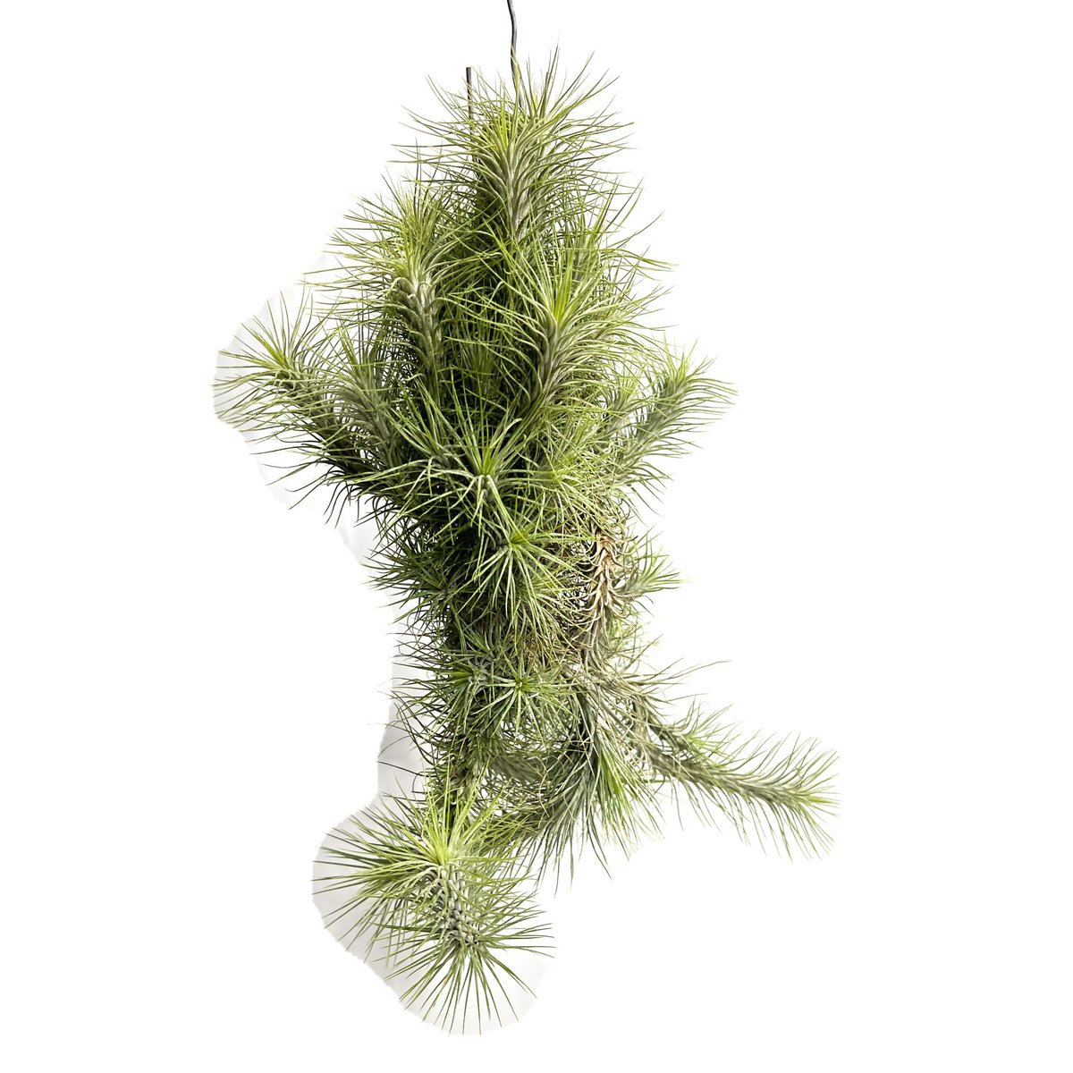 ティランジア フンキアナ クランプ ②「Tillandsia funckiana」12/9 |