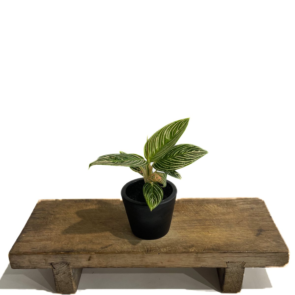 アグラオネマ ゴールデンホープ「Aglaonema Golden Hope」9/7-89C-1