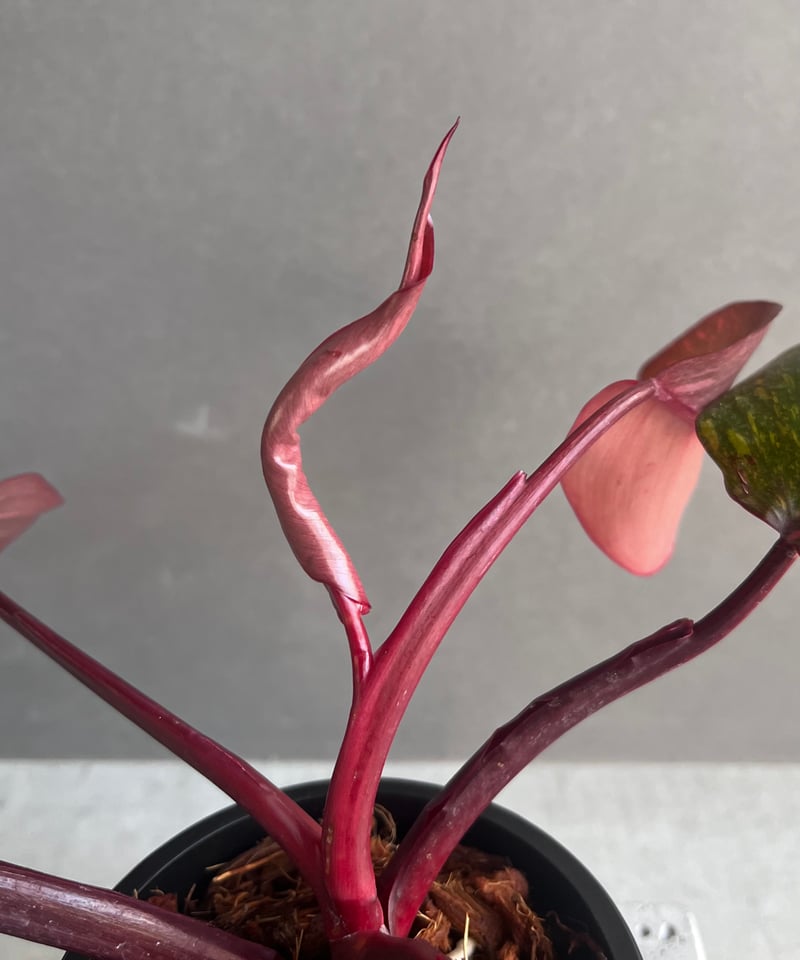 フィロデンドロン オレンジ プリンセス ギャラクシー 「Philodendron