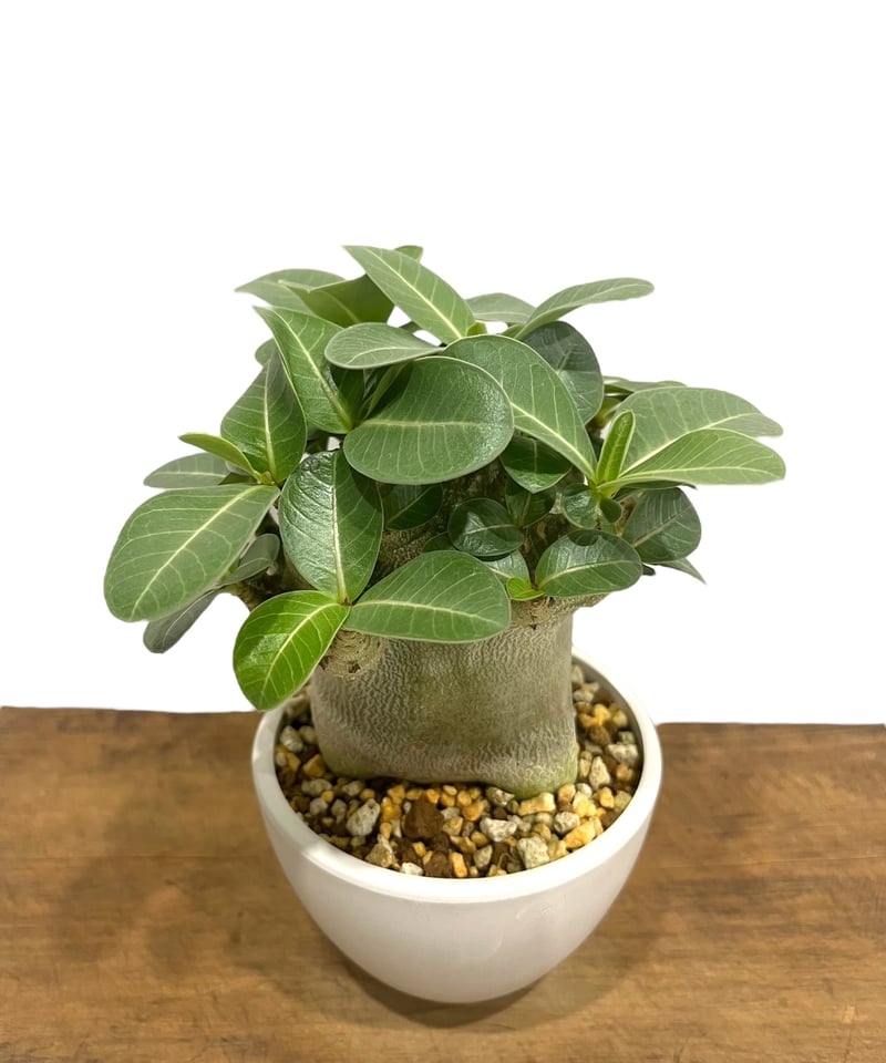 アデニウム アラビカム スーパー ドワーフ タイプ 「Adenium arabicum