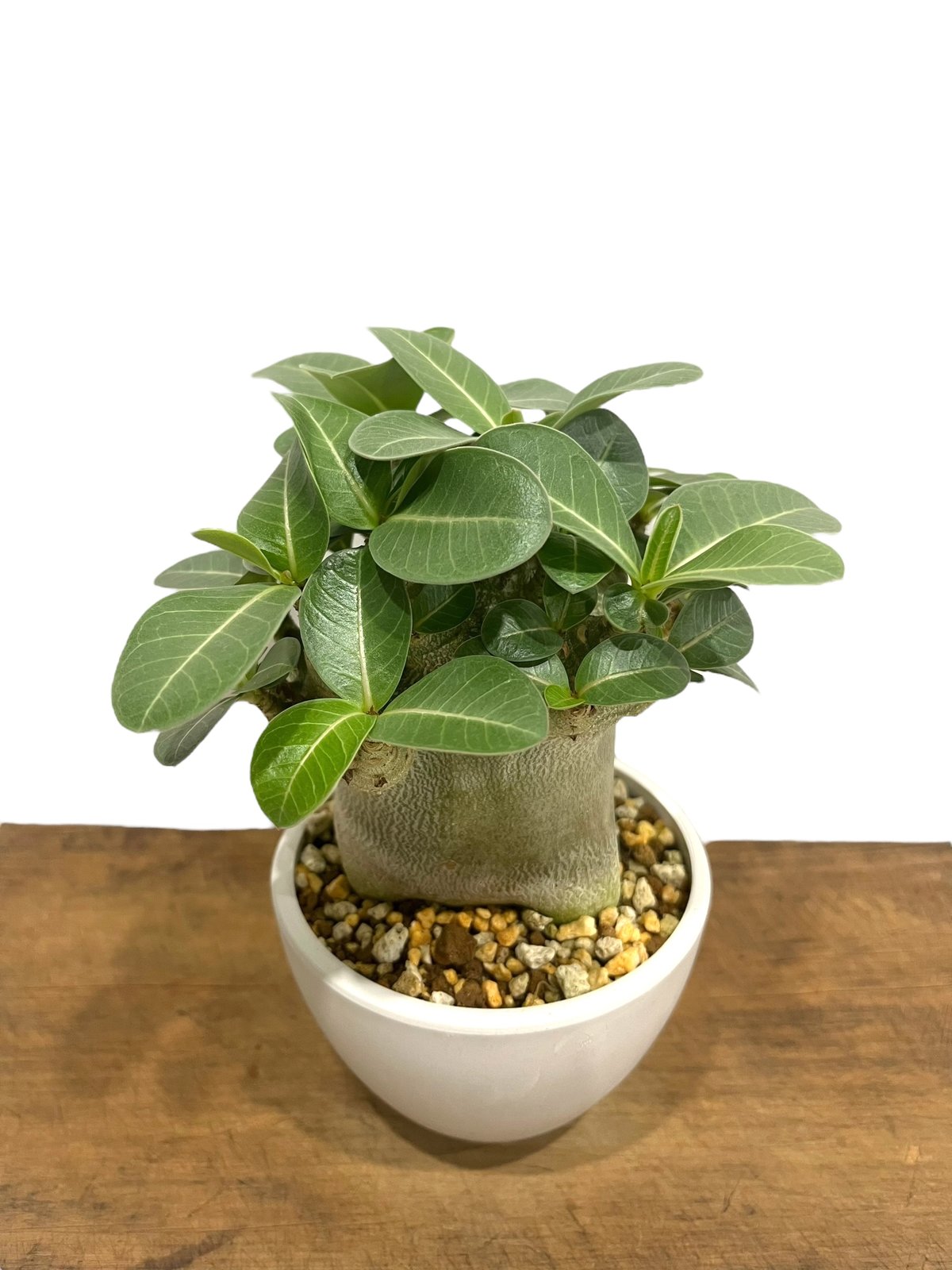 アデニウム アラビカム スーパー ドワーフ タイプ 「Adenium arabicum