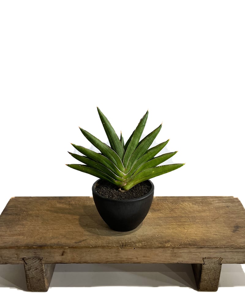 サンセベリア アンダマン「Sansevieria Andaman (from Unyamane