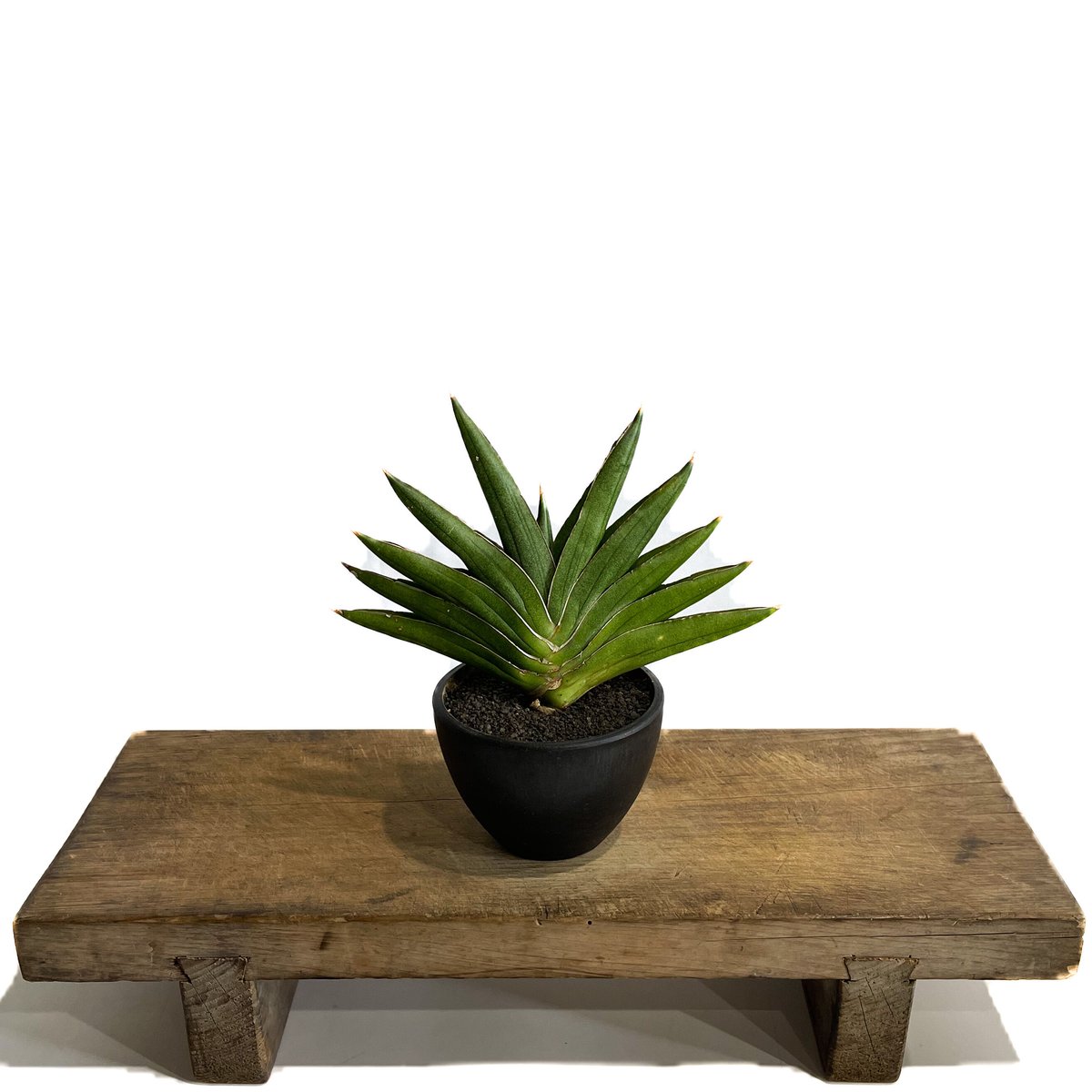 サンスベリア アンダマン 斑入 Sansevieria Andman Var fit=scale-down,w=1200