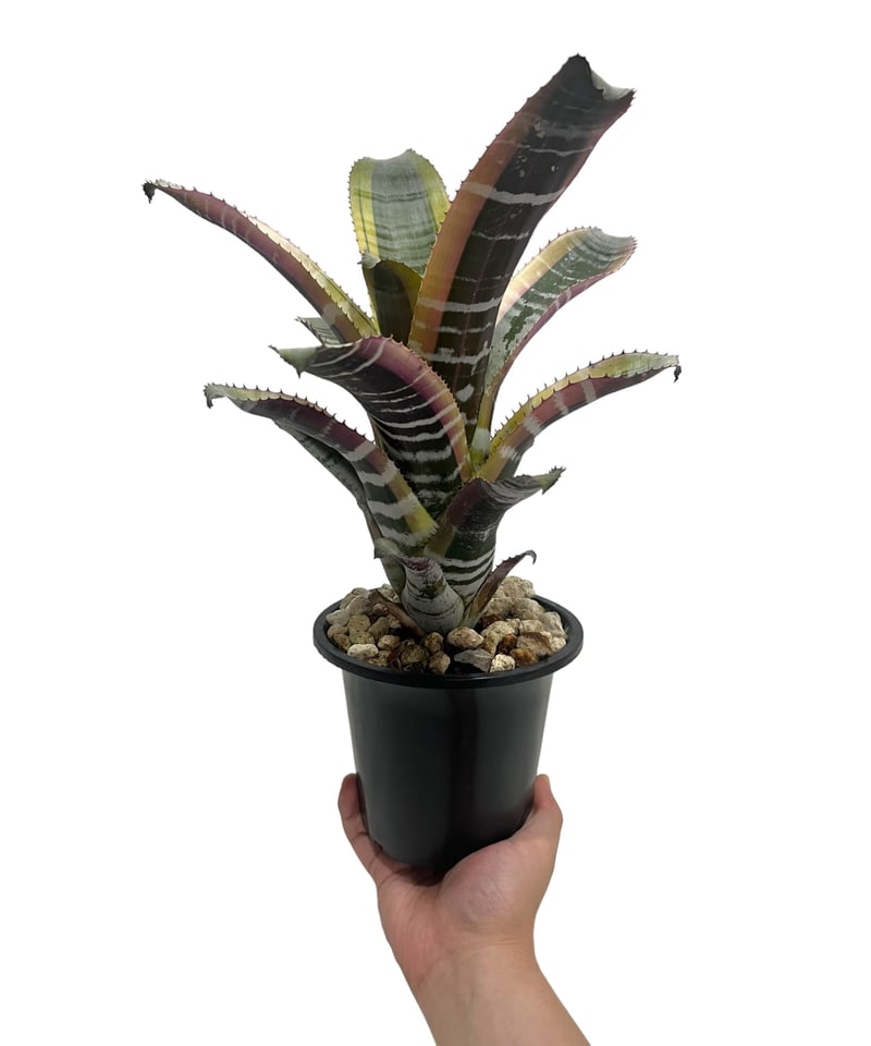 エクメア オットー 「Aechmea Otto」55Q | SHOUCHIKUEN