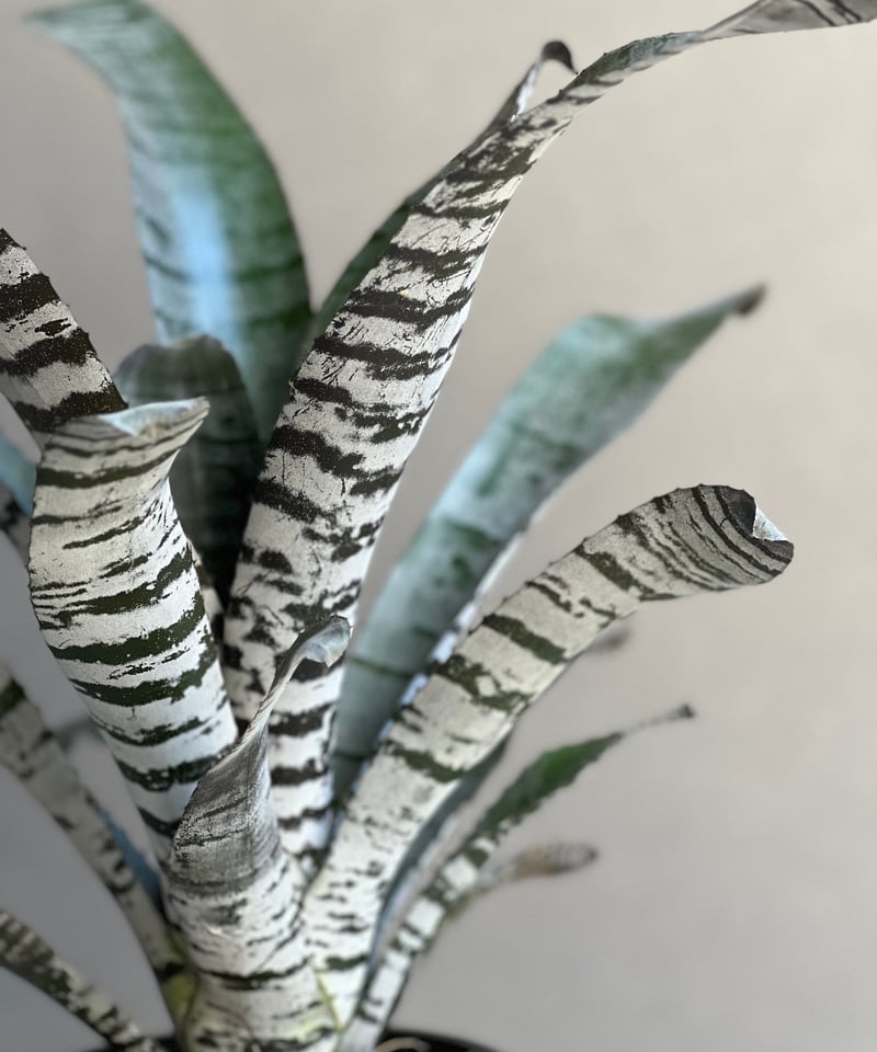 ブロメリア・エアープランツ Aechmea Young Turk Aechmea Young Turk