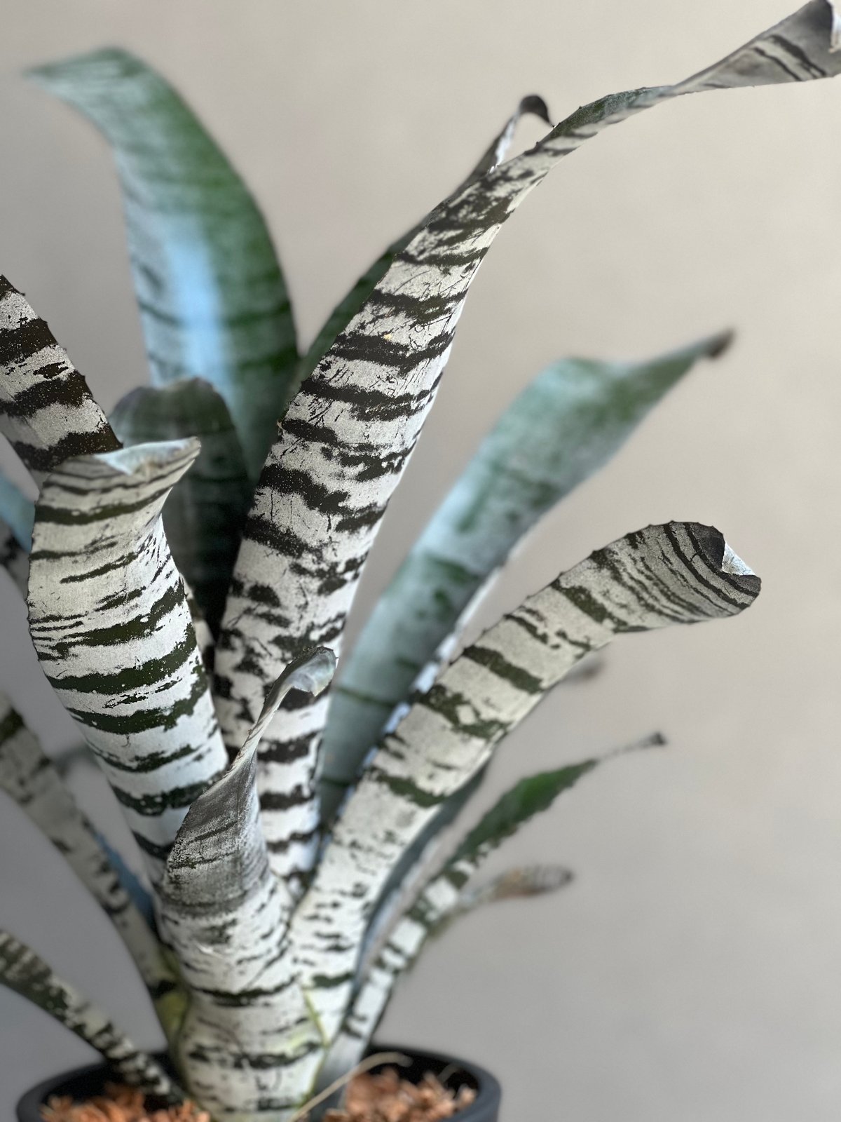 ブロメリア・エアープランツ Aechmea Young Turk Aechmea Young Turk