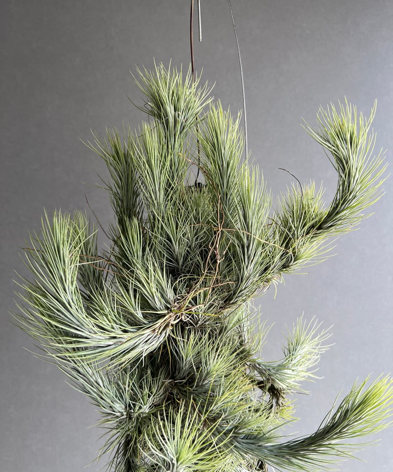 【現品】ティランジア・フンキアナ　群生　Tillandsia　N8番 現品】ティランジア・フンキアナ 群生 Tillandsia N8番 現品