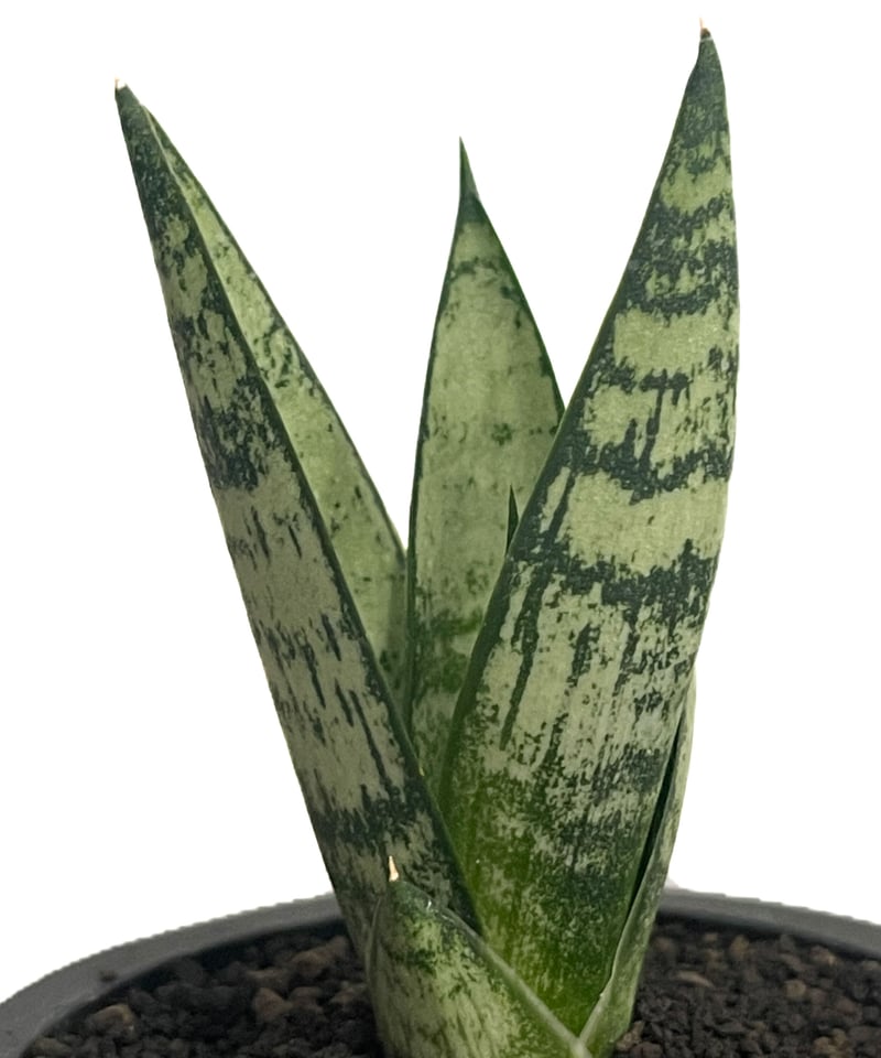 サンセベリア エーレンデル「Sansevieria Ehrendel」81D-1 | SHOU