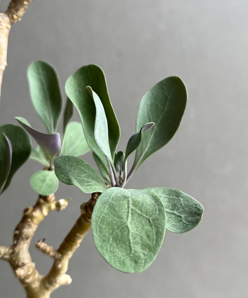 オトンナ トリプリネルビア + DARK SILVER Pot 「Othonna tripli