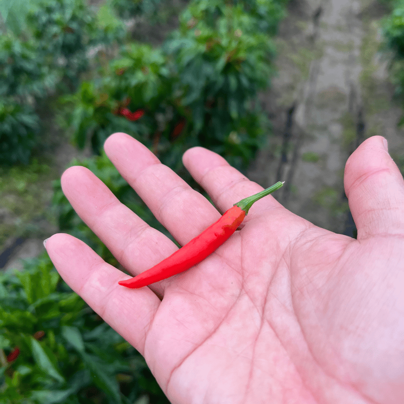 採れたて発送】愛知県 豊田市旭産 赤唐辛子 鷹の爪（生） 300g