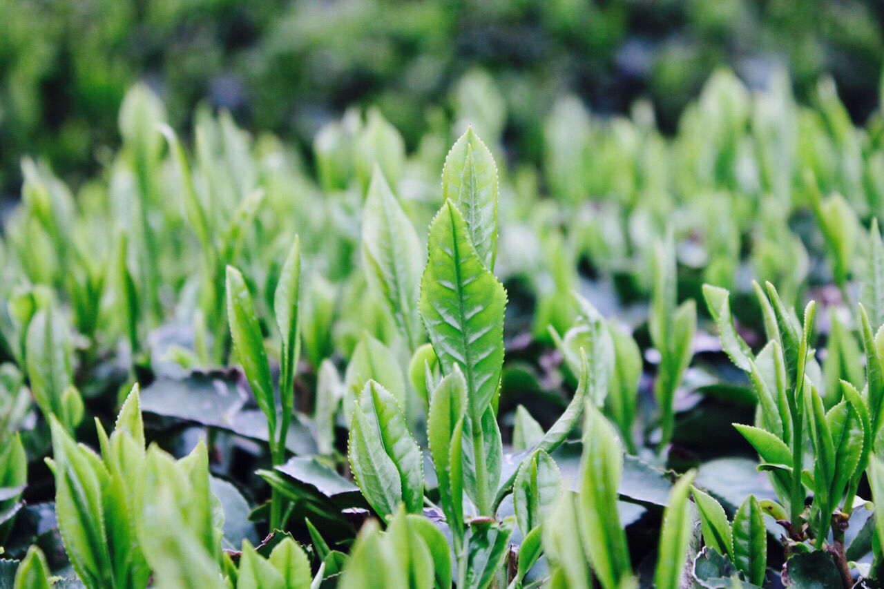 もて茶って】抹茶入粉末緑茶(煎茶)1kg 無添加 グルテンフリー 粉末茶 もて茶って】抹茶入粉末緑茶(煎茶)1kg 無添加 グルテンフリー 粉末茶